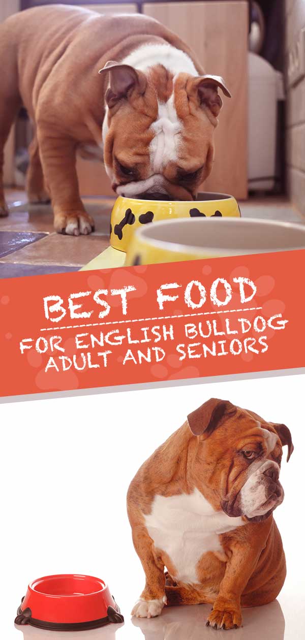 Beste voer voor Engelse Bulldog Volwassenen en Senior Honden
