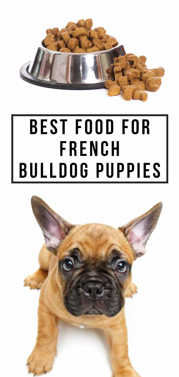 beste voeding voor franse bulldog pup