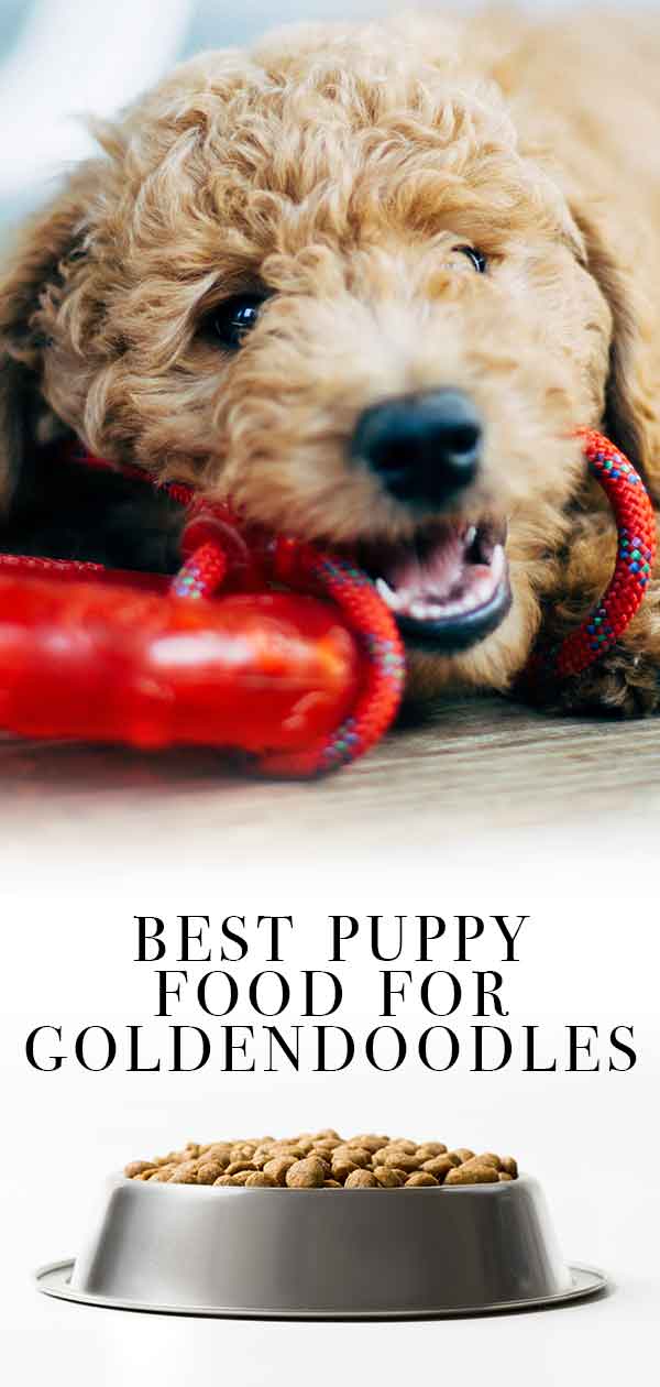 beste puppyvoeding voor goldendoodles