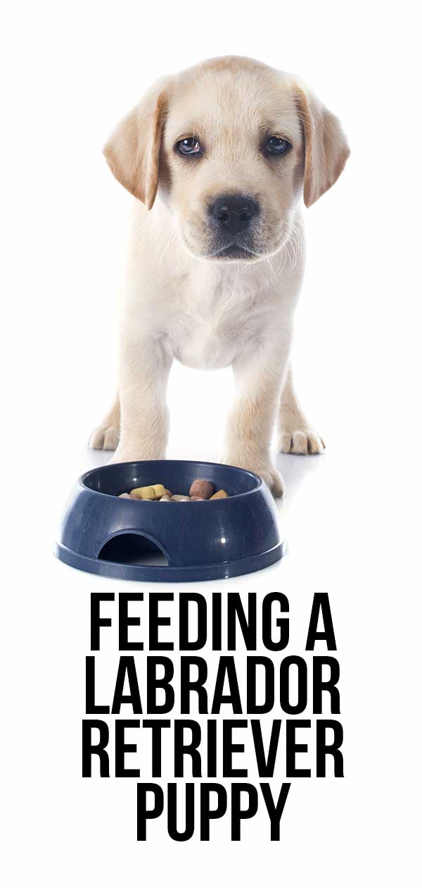 het voeden van een labrador puppy