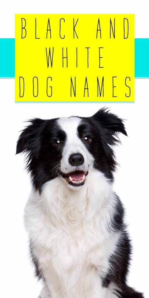 zwart-witte hondennamen