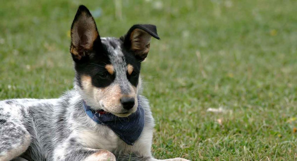 blue heeler puppy met één puntig oor