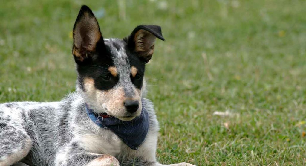 Blauwe Heeler - Australische Veedrijvershond