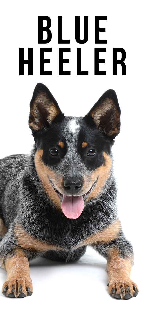 Blauwe Heeler 