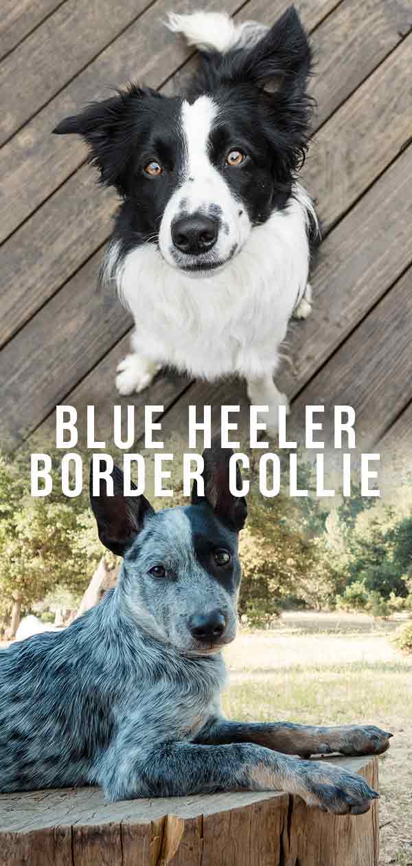 Blue Heeler Border Collie Mix
