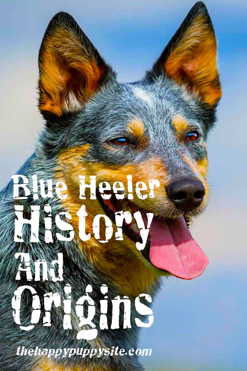 De geschiedenis en oorsprong van de Blue Heeler - Een geschiedenis van het hondenras.