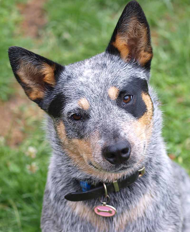 blue heeler pictures - all individually marked