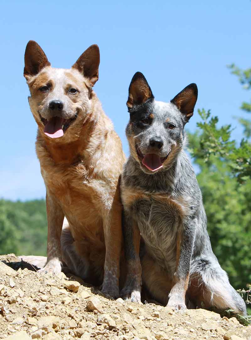 blue heeler pictures - twee australian cattle dogs