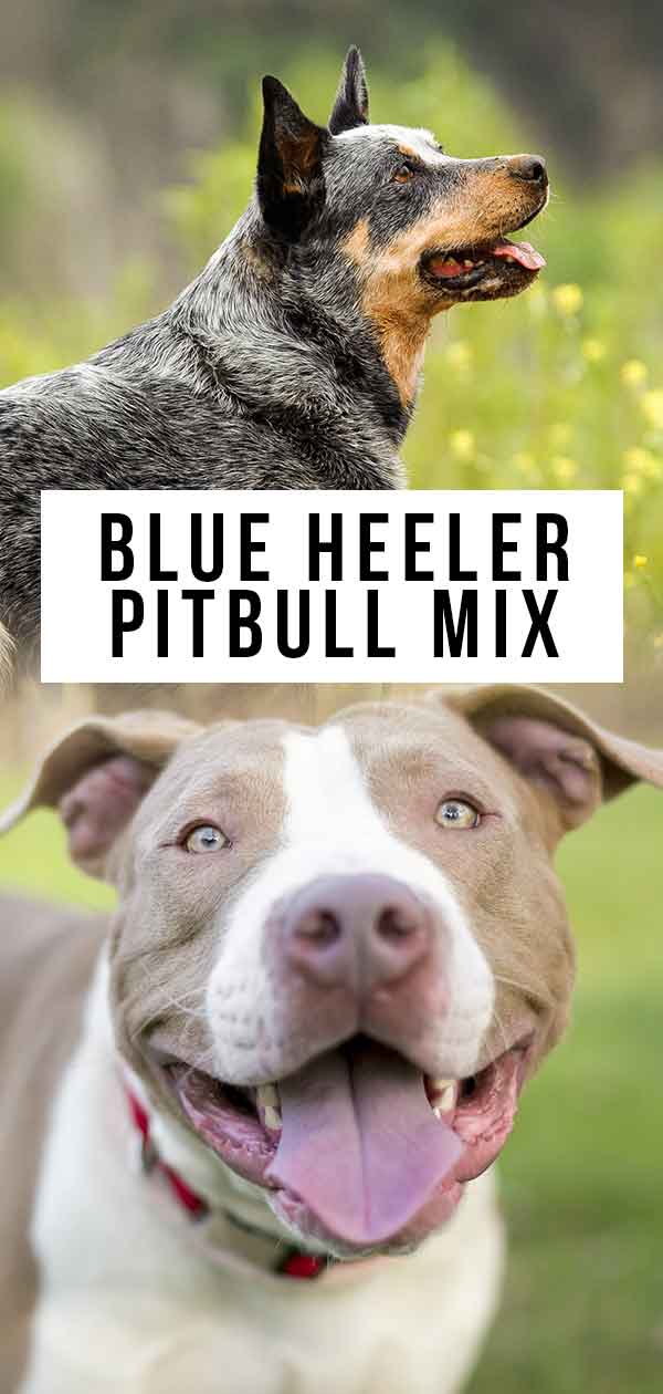 Blue Heeler Pitbull Mix