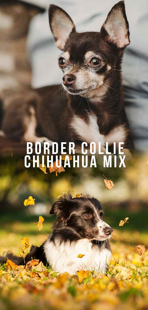 border collie chihuahua mix 