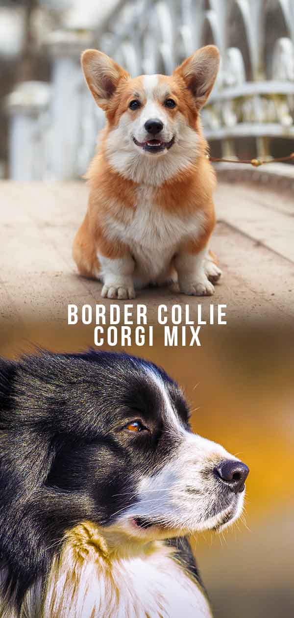 border collie corgi mix