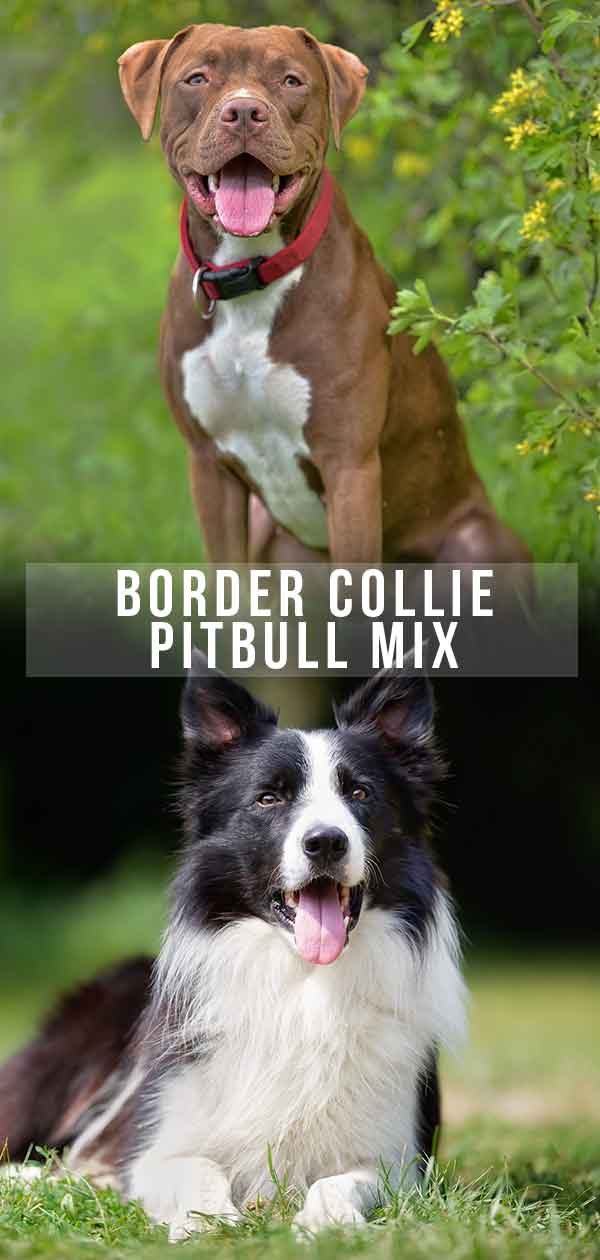 border collie pitbull mix
