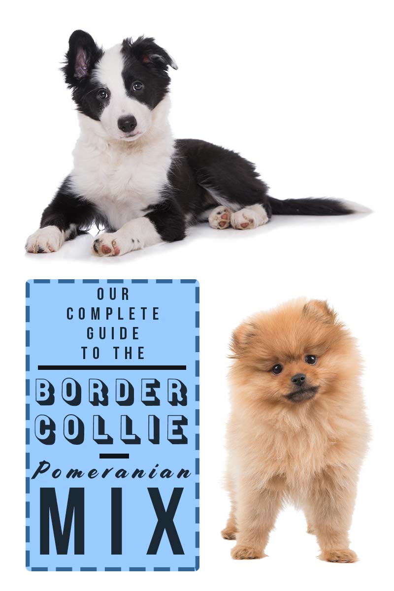 Onze complete gids voor de Border-Collie Pomeranian mix - Gemengd hondenras review.