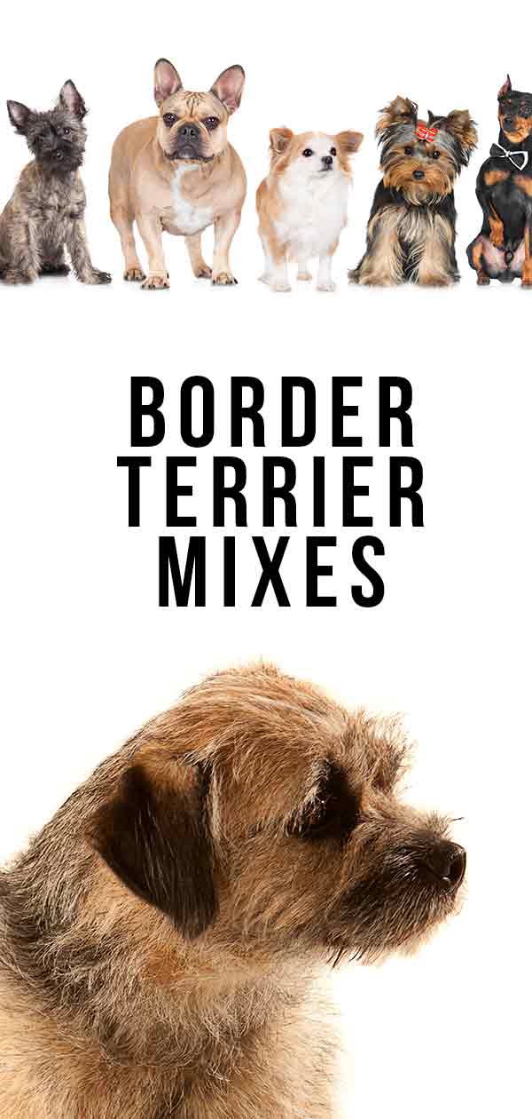 border terrier mixen