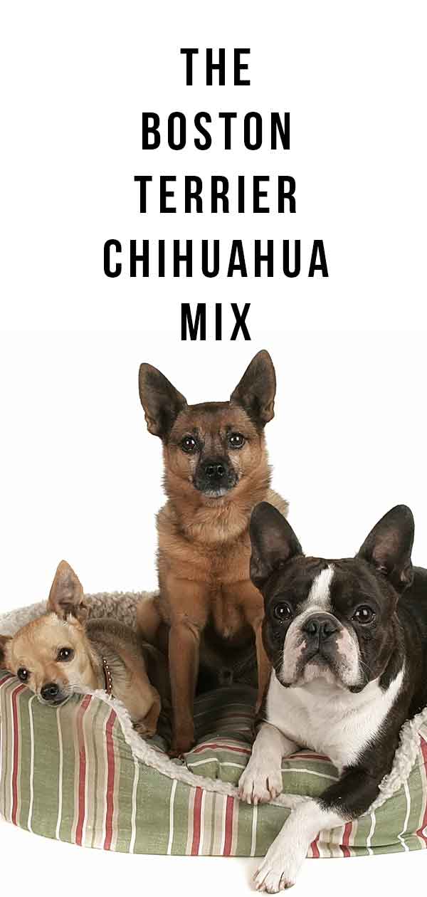 boston terrier chihuahua mix