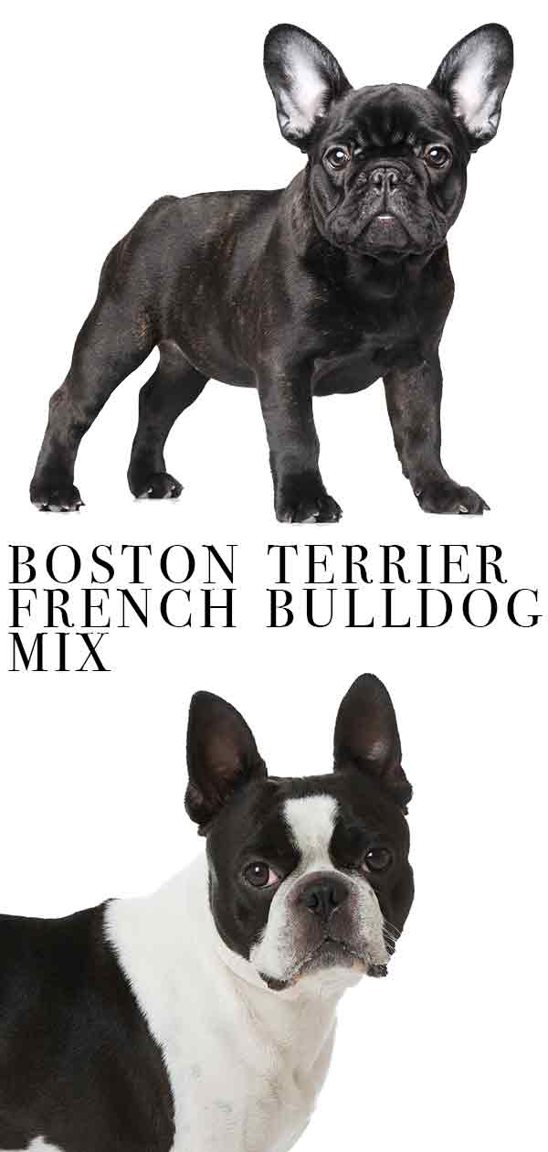 boston terrier french bulldog mix