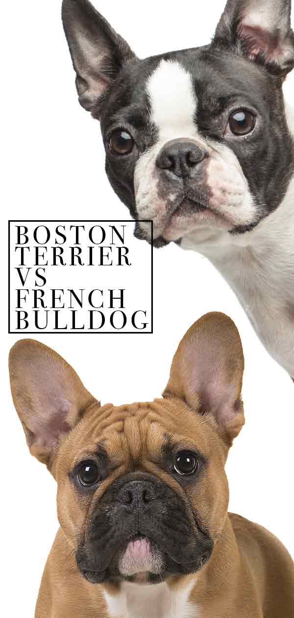 Boston Terrier vs Franse Bulldog