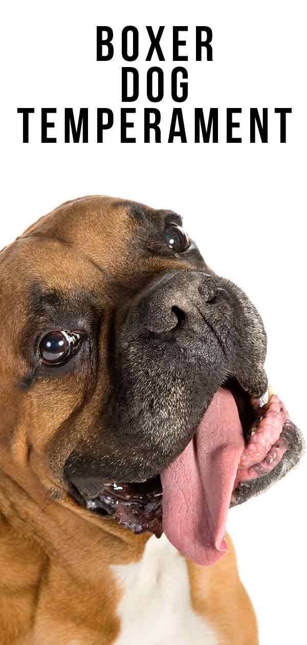 Boxer Honden Temperament