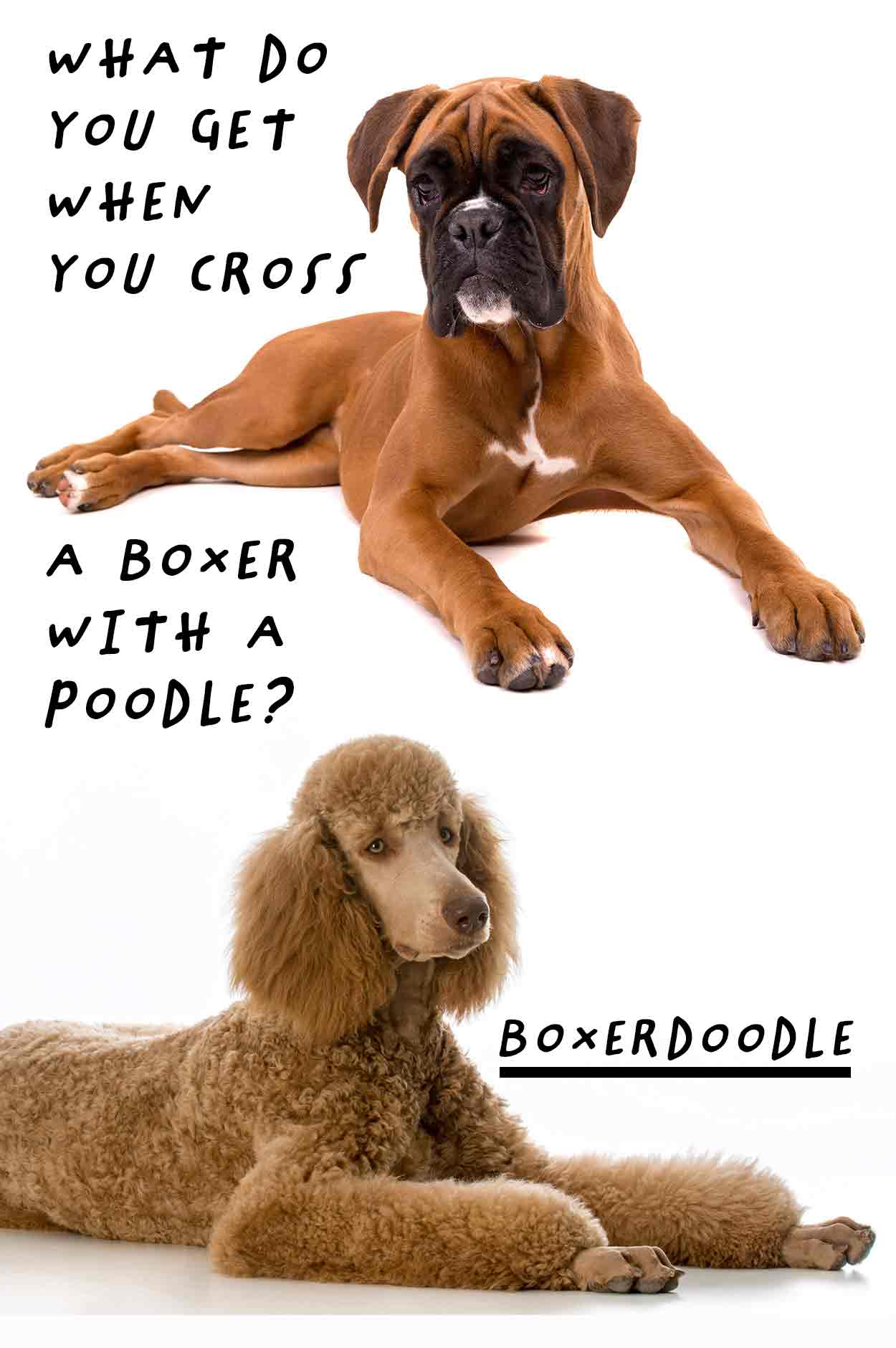 Boxerdoodle de Boxer Poedel mix - Hondenras beoordelingen