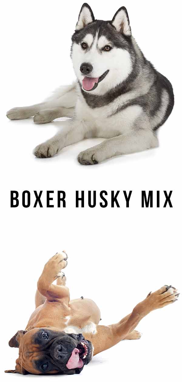 boxer husky mix