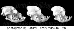 bulldog schedels over 50 jaar