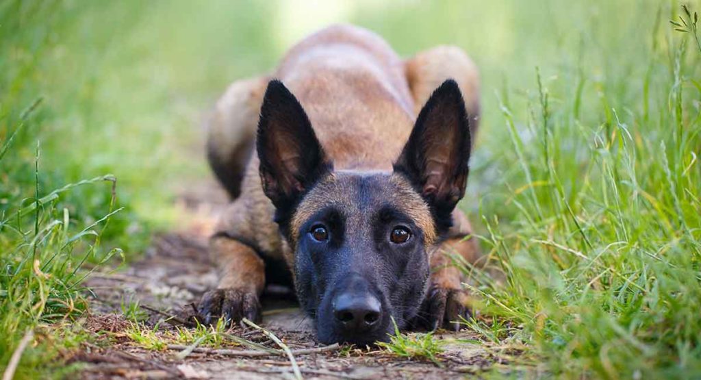 belgische malinois zijn herdershonden met puntige oren