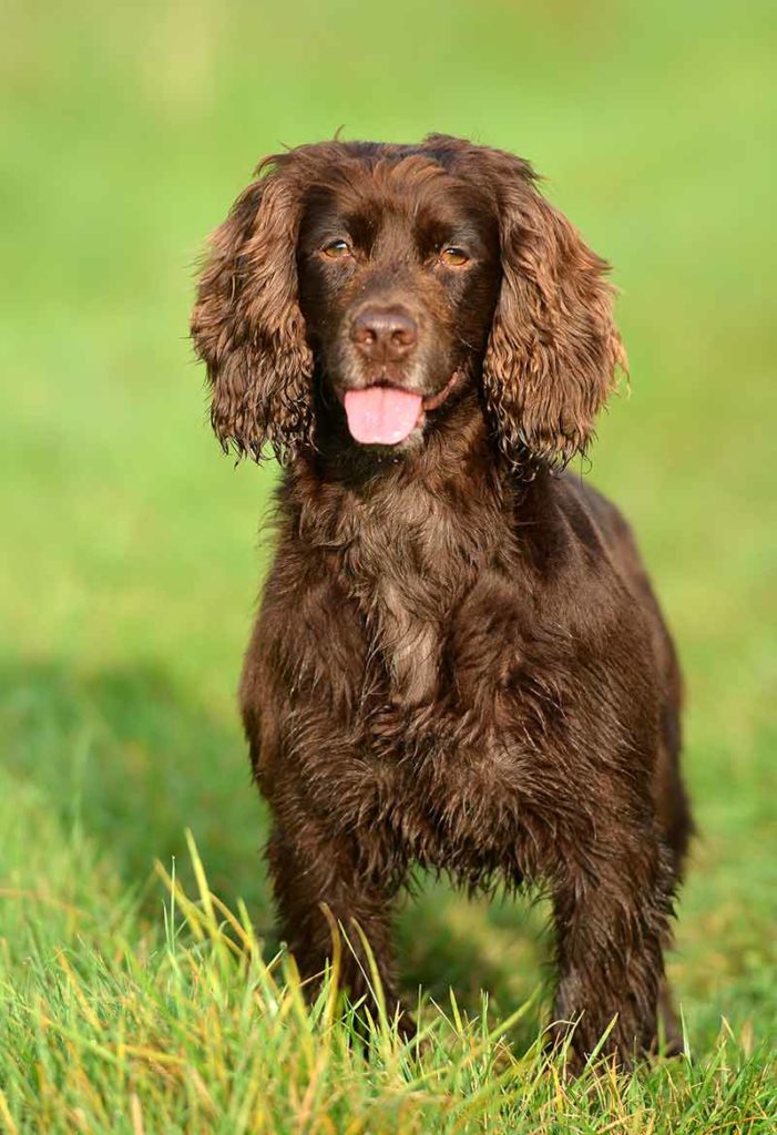Working Cocker Spaniel - 3e meest populaire hond in het Verenigd Koninkrijk