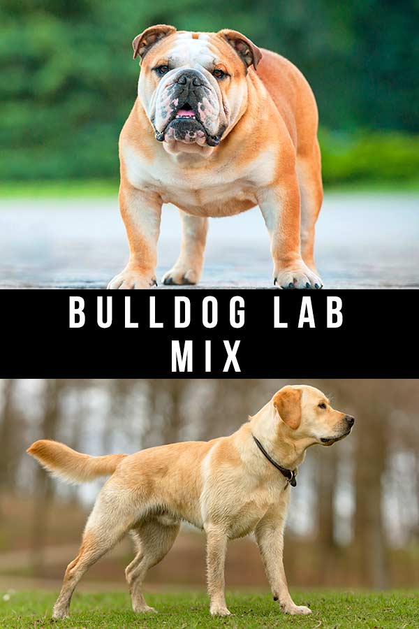 engelse bulldog lab mix