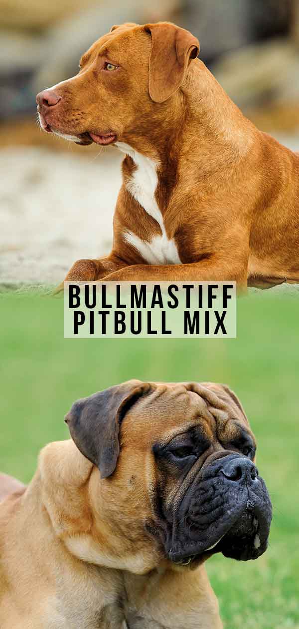 bullmastiff pitbull mix