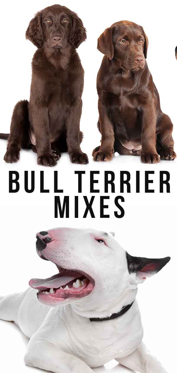 bull terrier mixen