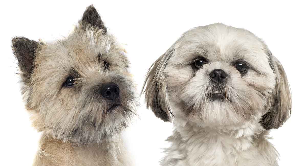 Leer meer over de Cairn Terrier Shih Tzu mix!