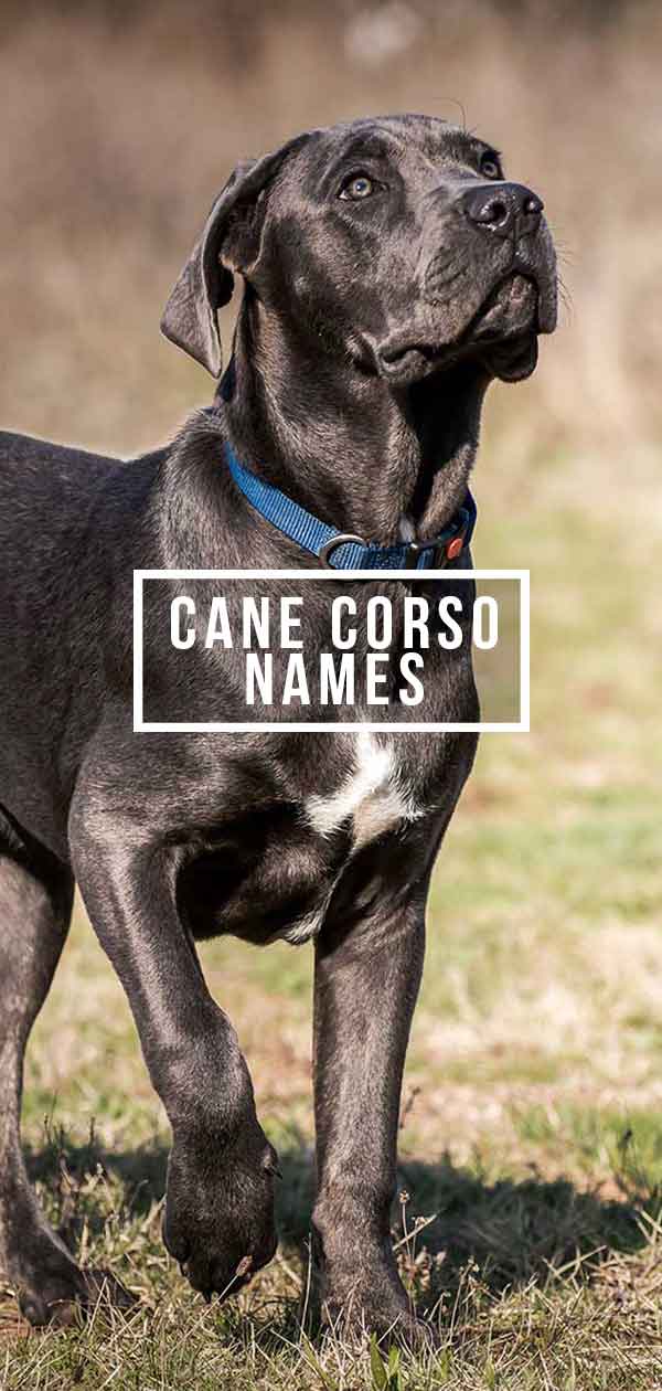 Cane Corso Hondennamen