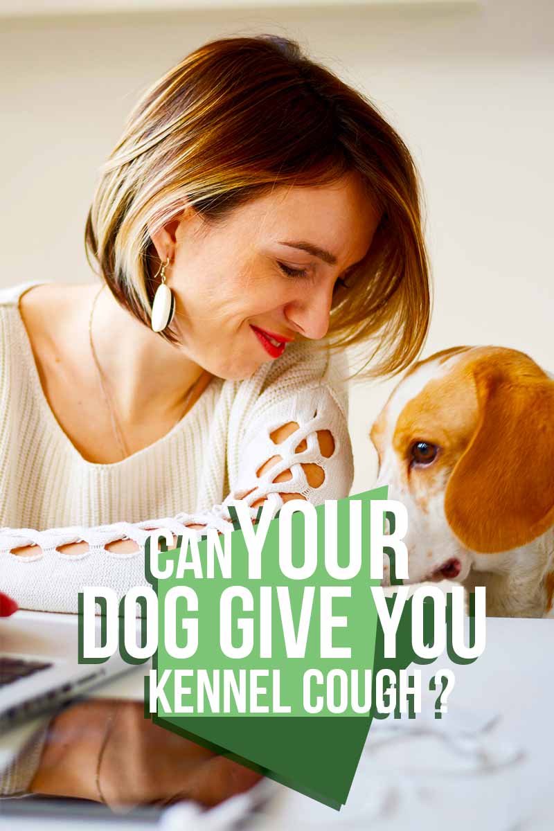 Kan uw hond u kennelhoest bezorgen? - Een gids voor gezondheid en verzorging van honden van The Happy Puppy Site.