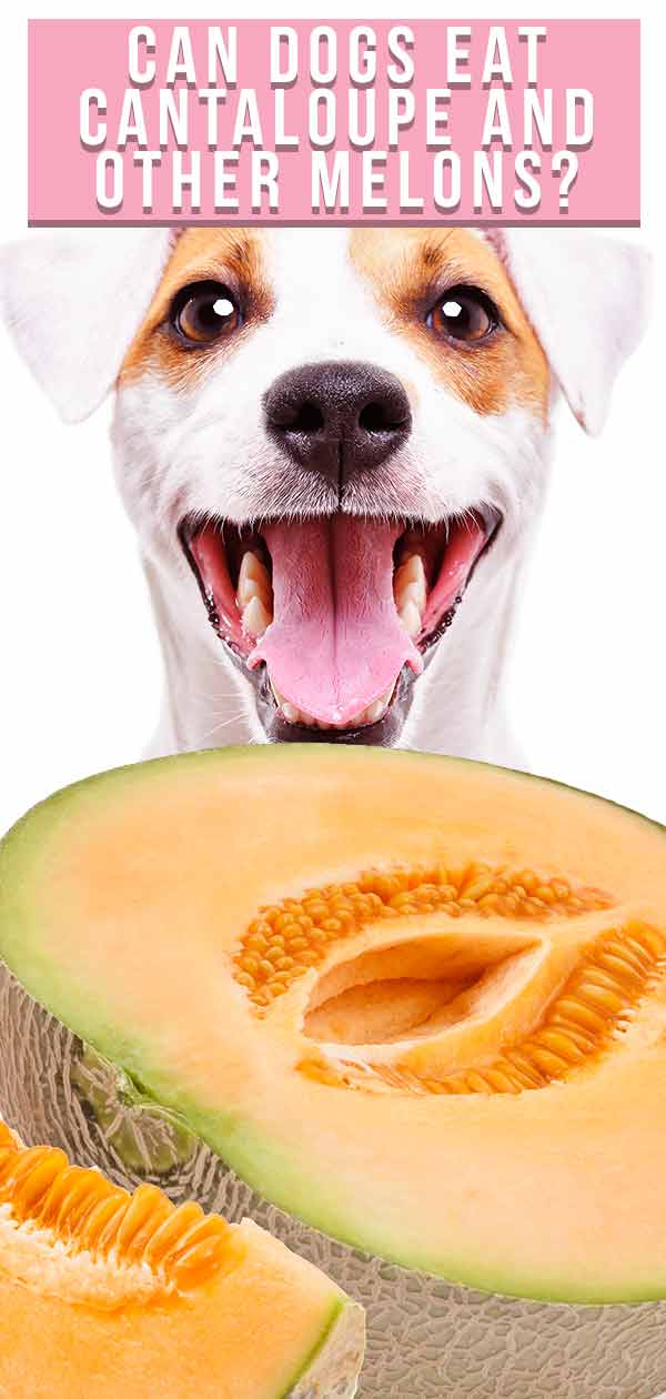 Kunnen honden cantaloupe eten