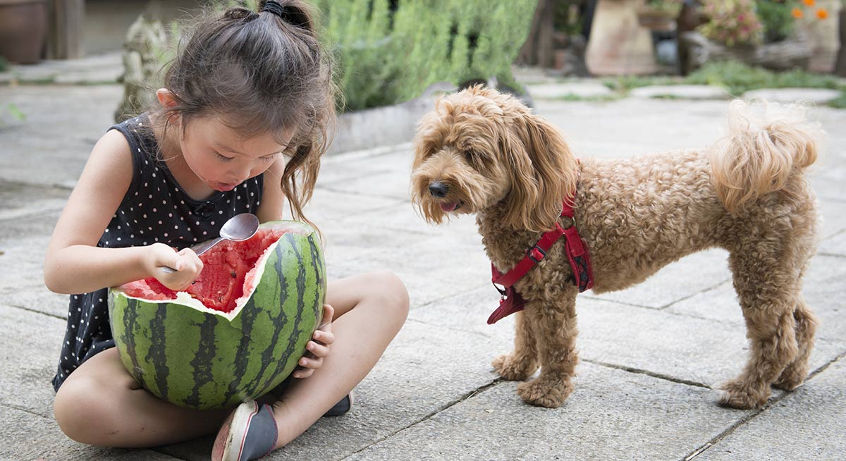 Deze hond wil graag delen, maar mogen honden cantaloupe?