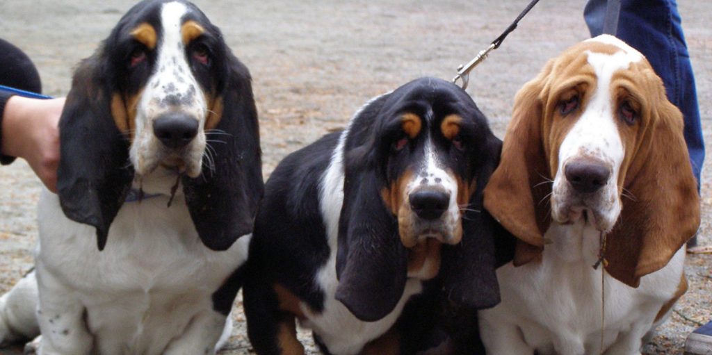 droopy face honden zoals deze basset hounds kunnen ectropion krijgen.