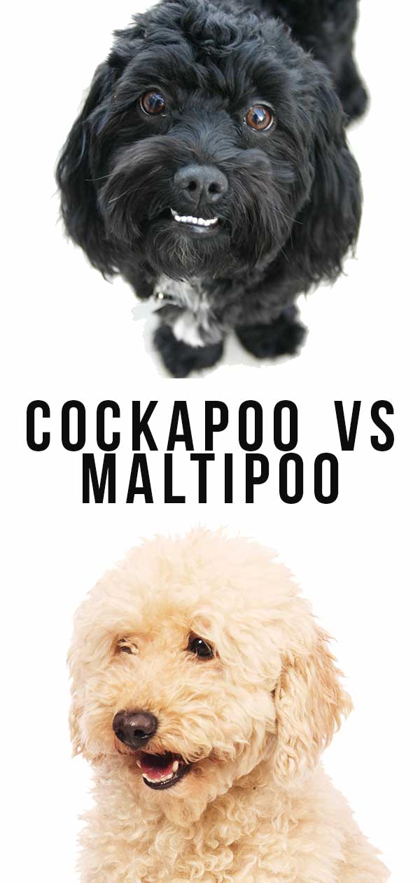 cockapoo vs maltipoo