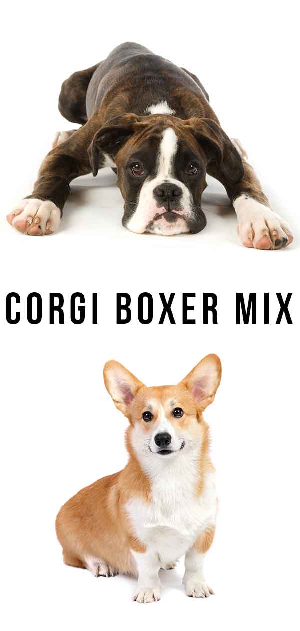 corgi boxer mix
