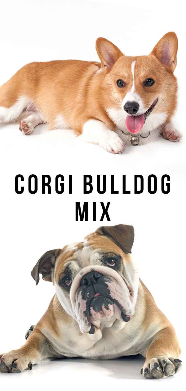 Corgi Bulldog Mix