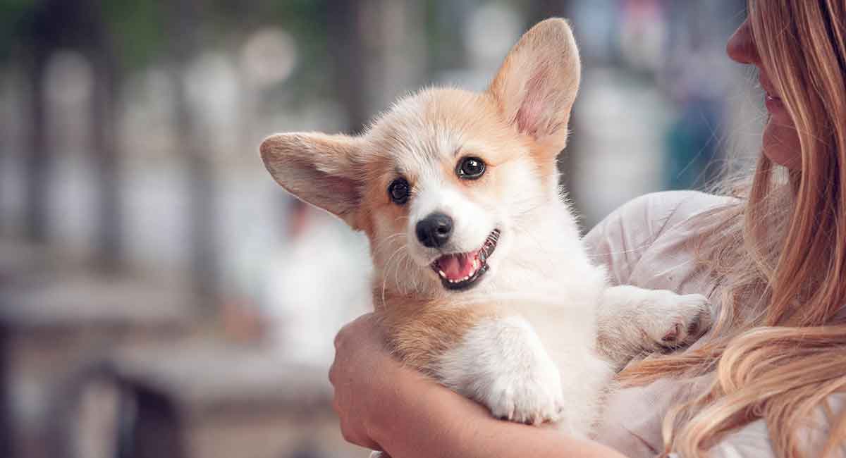 Corgi namen