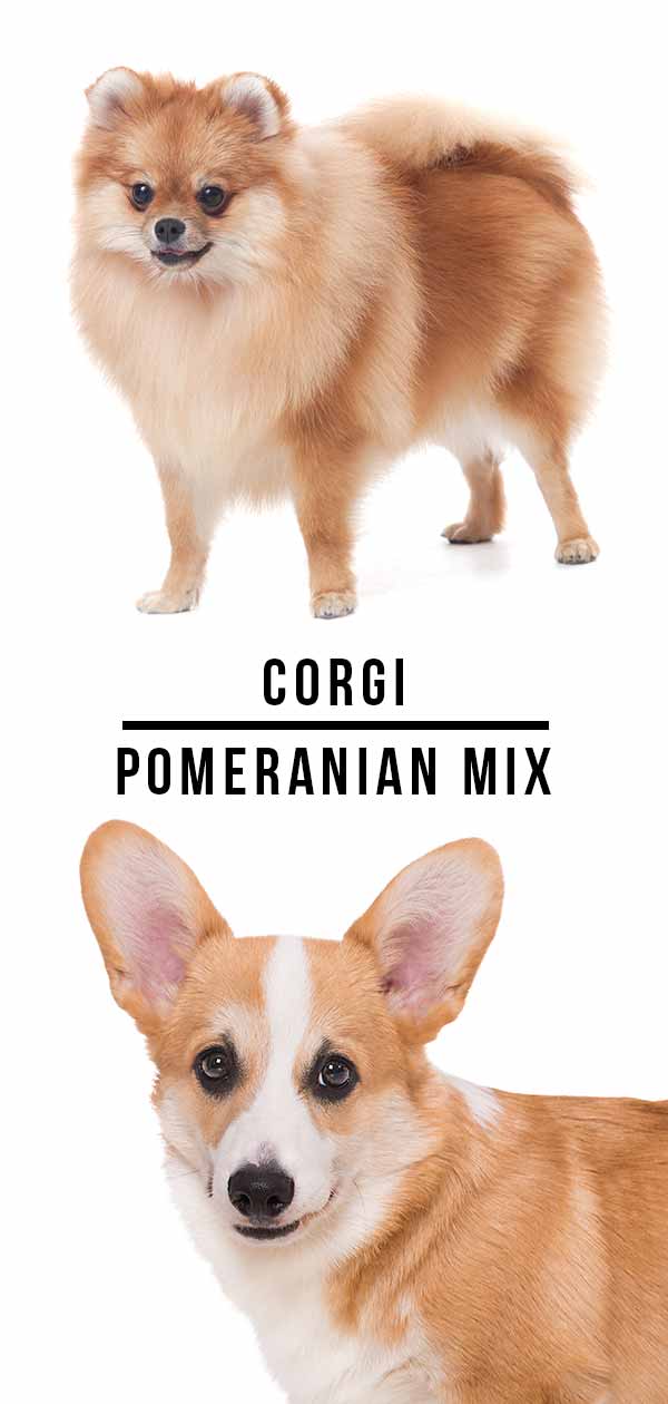 corgi pomerans mix