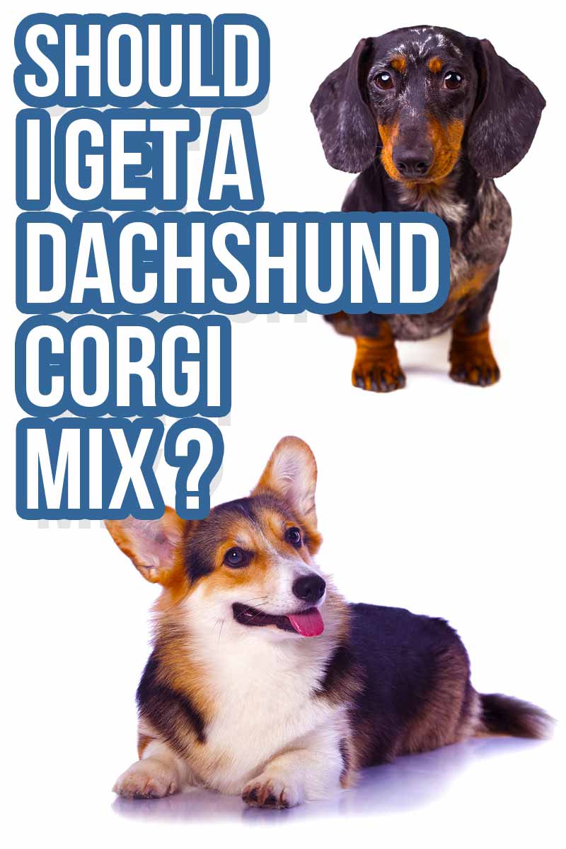 Moet ik een Teckel Corgi mix nemen? - Gemengde rassen beoordelingen van The Happy Puppy Site.