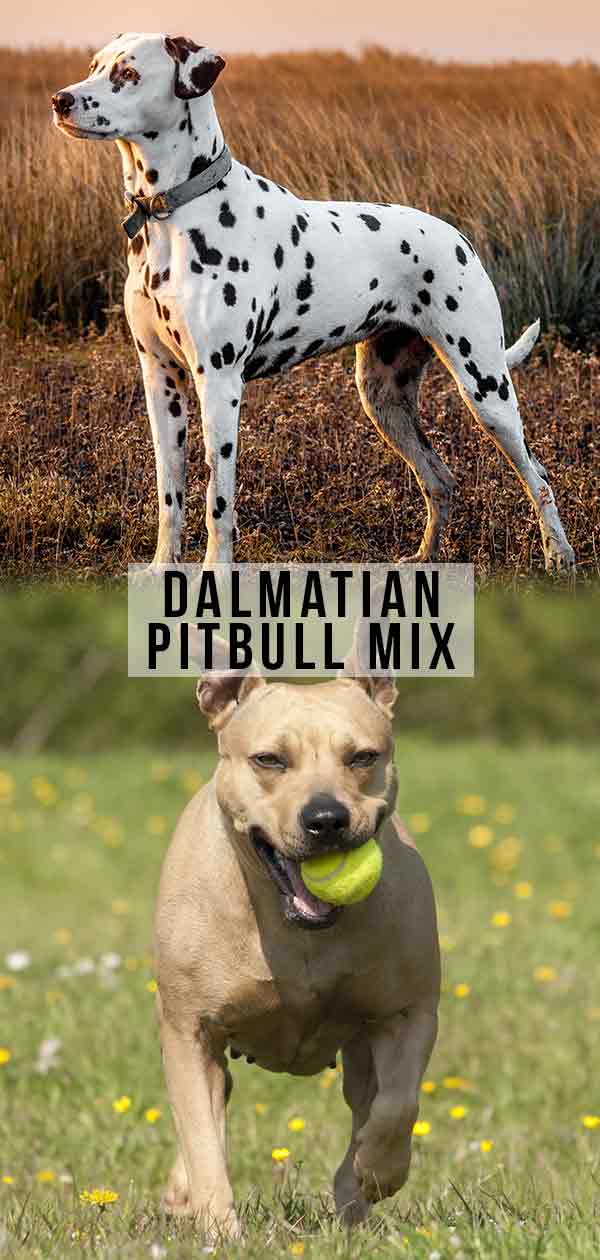 Dalmatiër Pitbull Mix