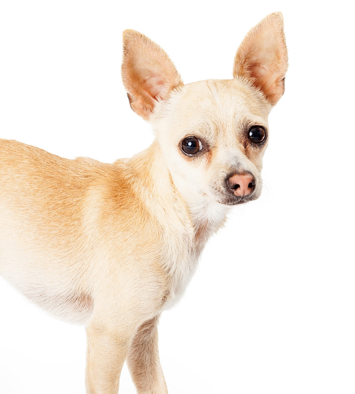 Is de Deer Head Chihuahua een rashond?