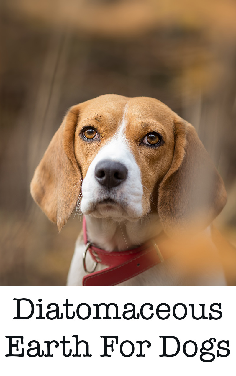 diatomeeënaarde voor honden