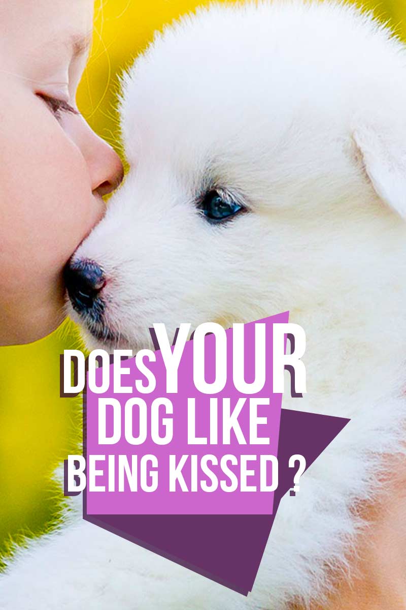 Wordt uw hond graag gekust? - Een gids voor hondengedrag van The Happy Puppy Site.