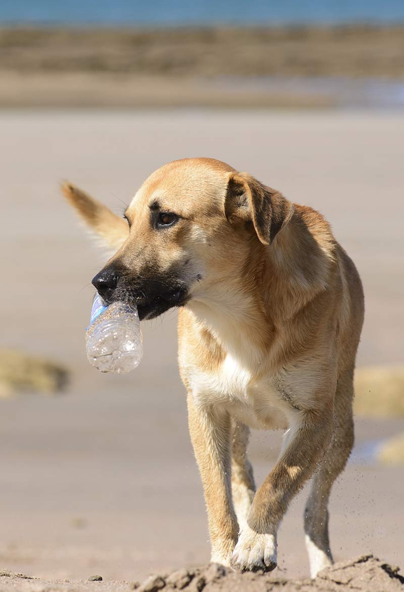 Welke Soorten Plastic Voorwerpen Kauwen Honden Op