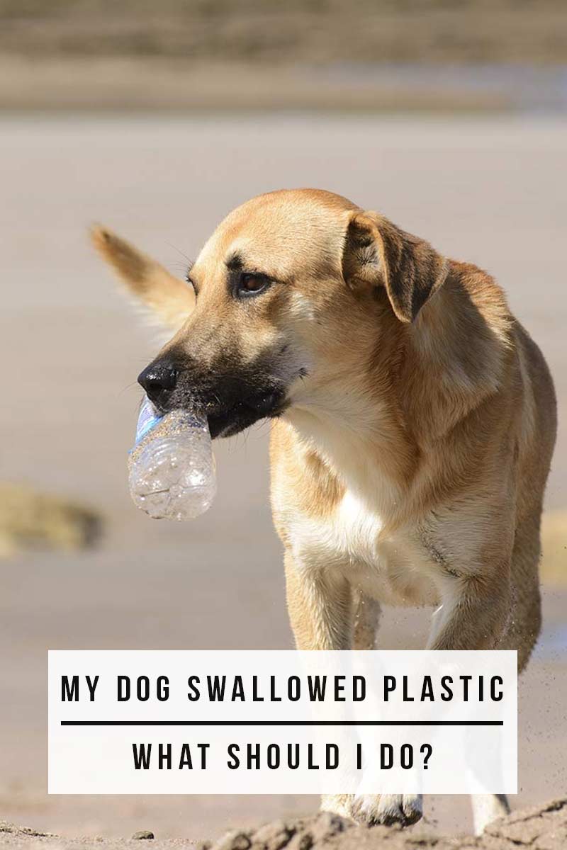Mijn hond heeft plastic ingeslikt, wat moet ik doen? - Gezondheidsgids voor honden