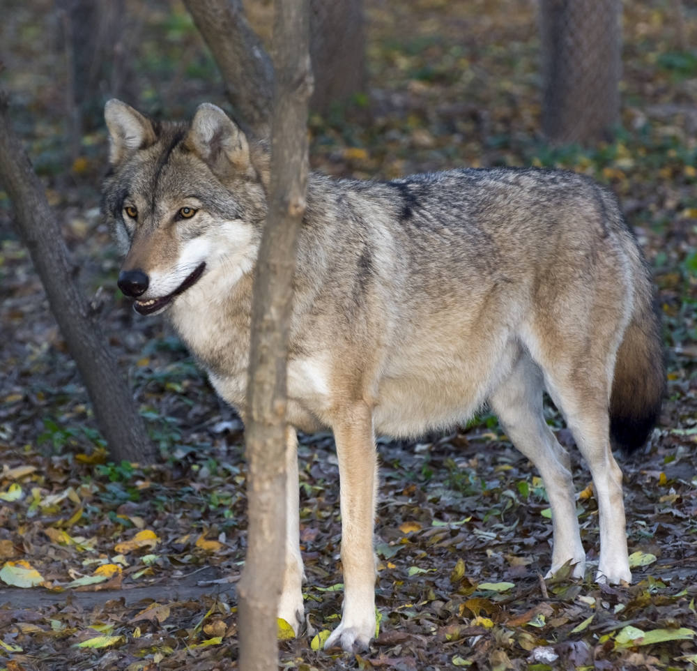 Europese grijze wolf (Canis lupus) in een bos