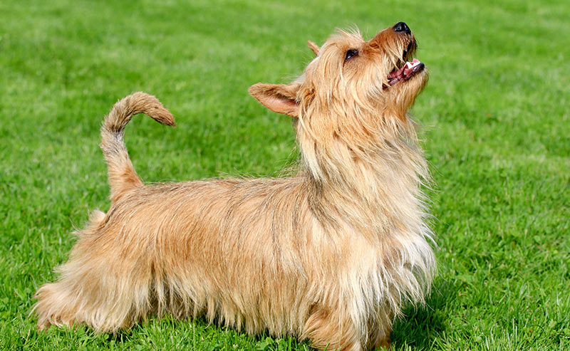 austalian terrier - hondenrassen die beginnen met een